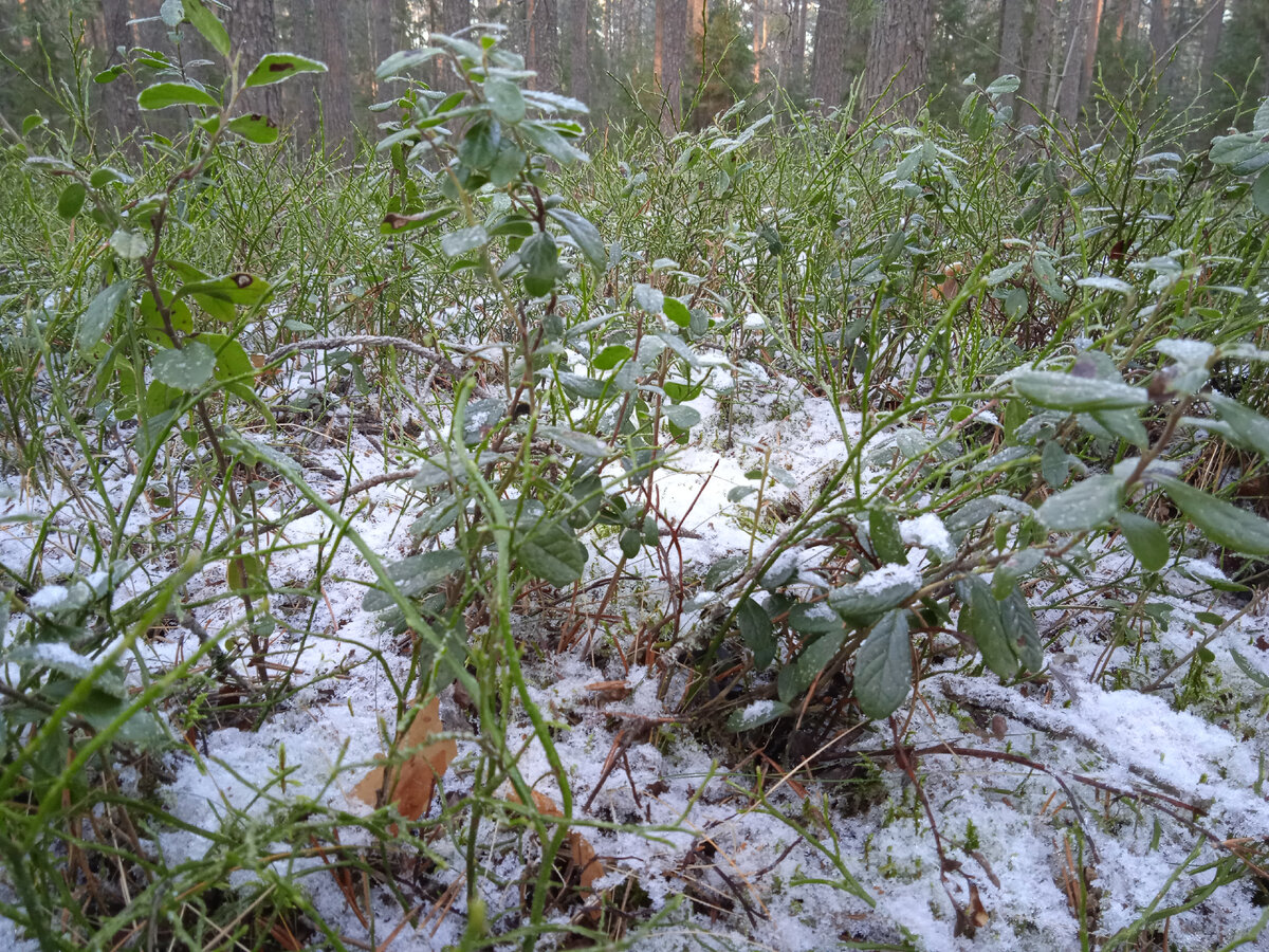 Фото автора.