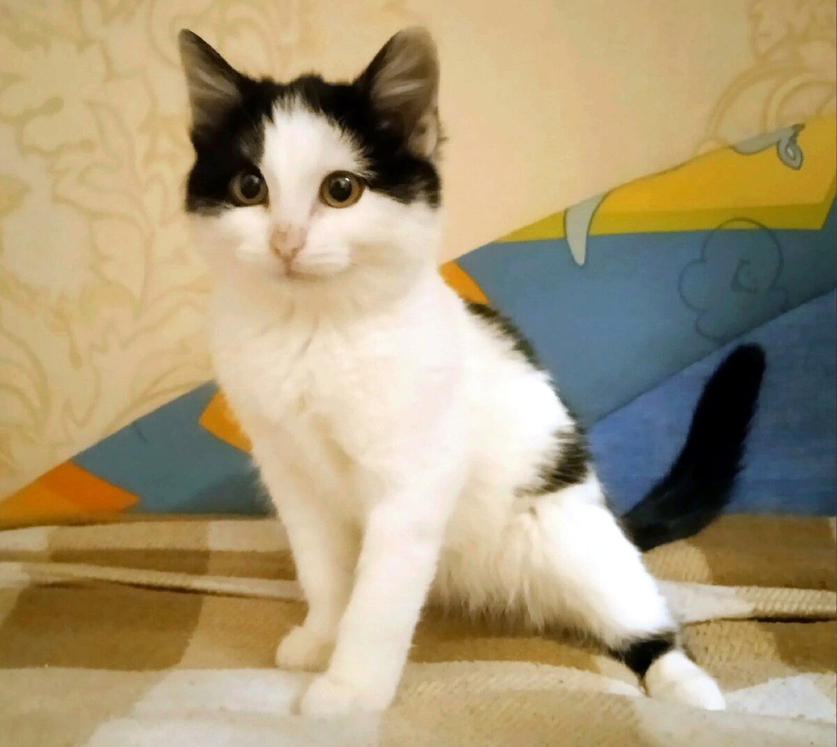 Котенок переполнен впечатлениям от новой среды обитания)))