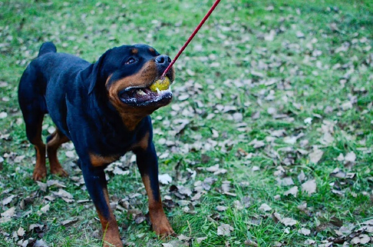    Хозяйский пёс оказался на улице один без поводка и намордника Юлия Полякова