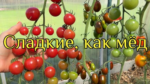 ОЧЕНЬ УРОЖАЙНЫЕ И СЛАДКИЕ ТОМАТЫ. Семья оценила! Обязательно повторю в следующем сезоне