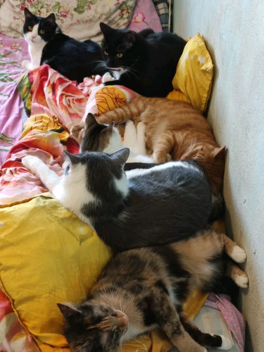 Моя котомафия. Спят усталые лягушки))).