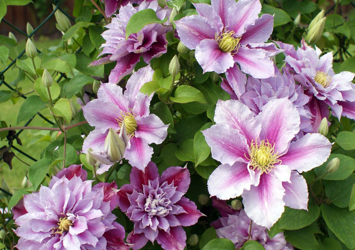 Фото THORNCROFT CLEMATIS & CLIMBERS LTD