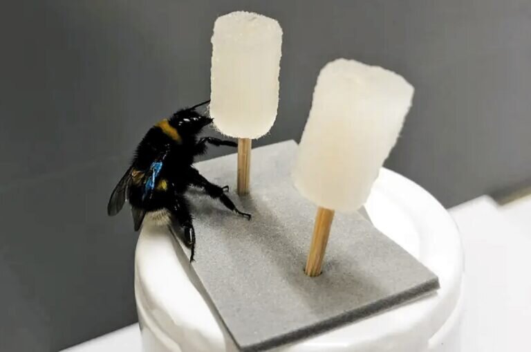    Шмель выбирает сигаретный фильтр, вымоченный в сладком растворе / © Melina Kienitz