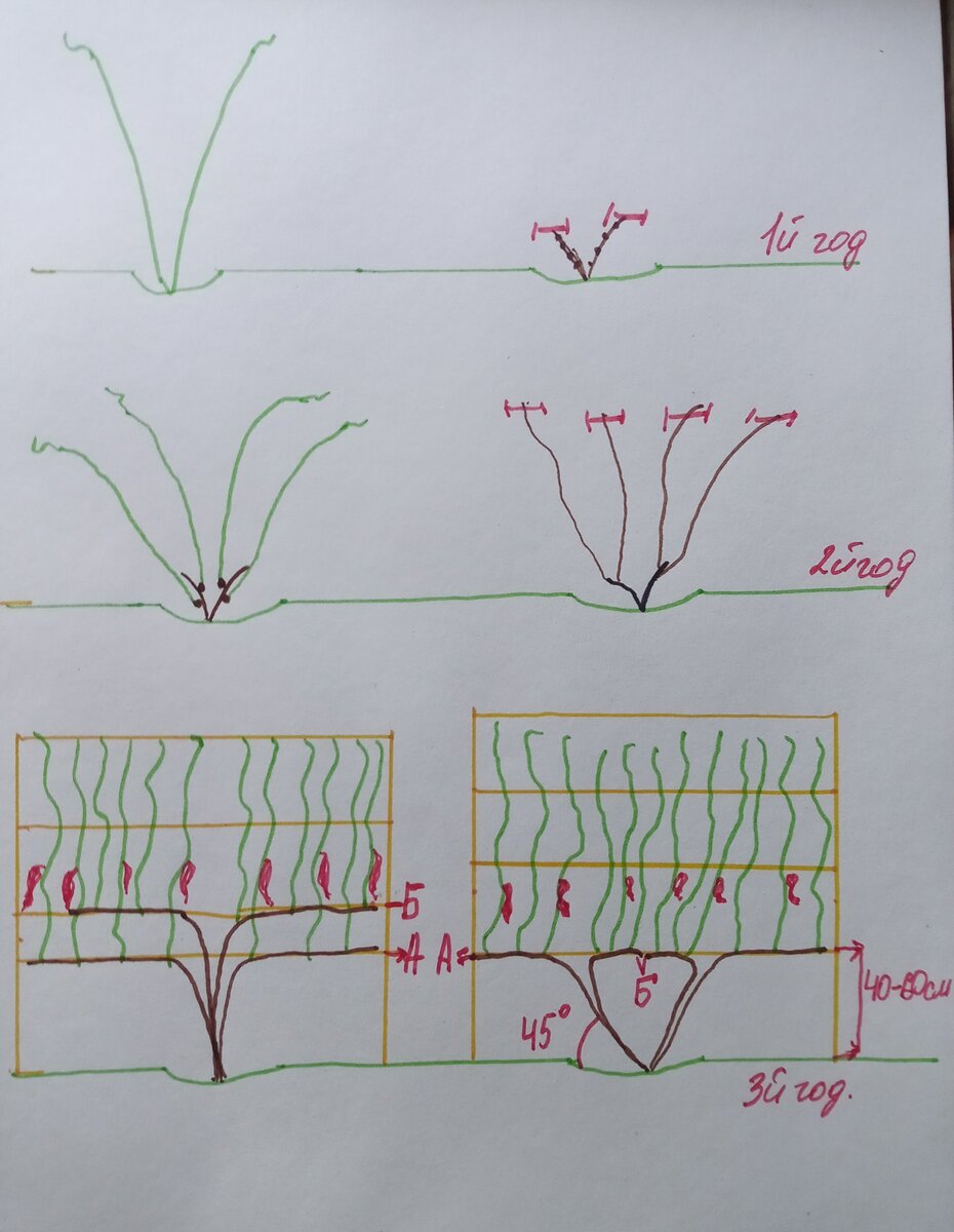 Формирование куста винограда по годам. Формирование винограда схема по годам. Формирование винограда для начинающих в картинках. Формирование виноградного куста.