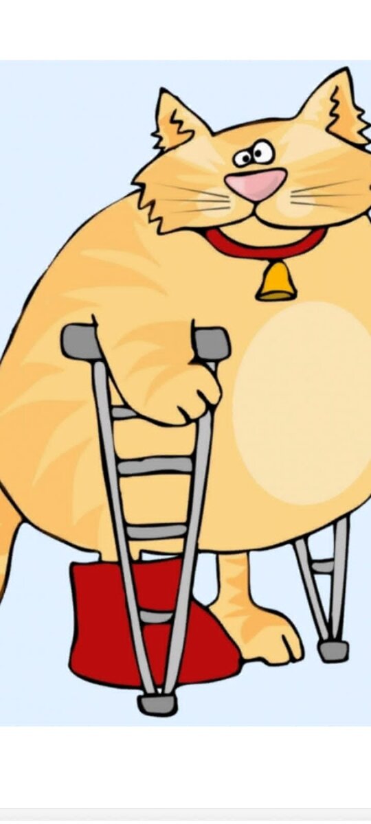 Гордый подратый Царь, вкусив свободной жизни он гуляет сам по себе,но он изменился и стал добрее ко мне 🙂 чему я рада... 