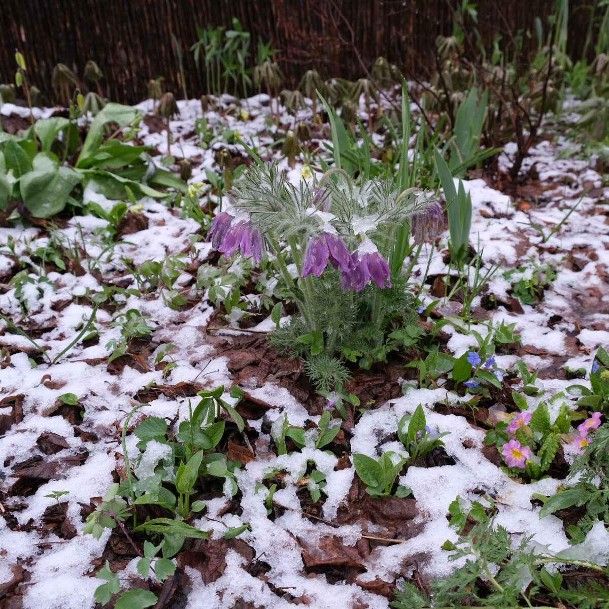 Прострел (Pulsatilla) согнулся под снегом и закрыл цветки