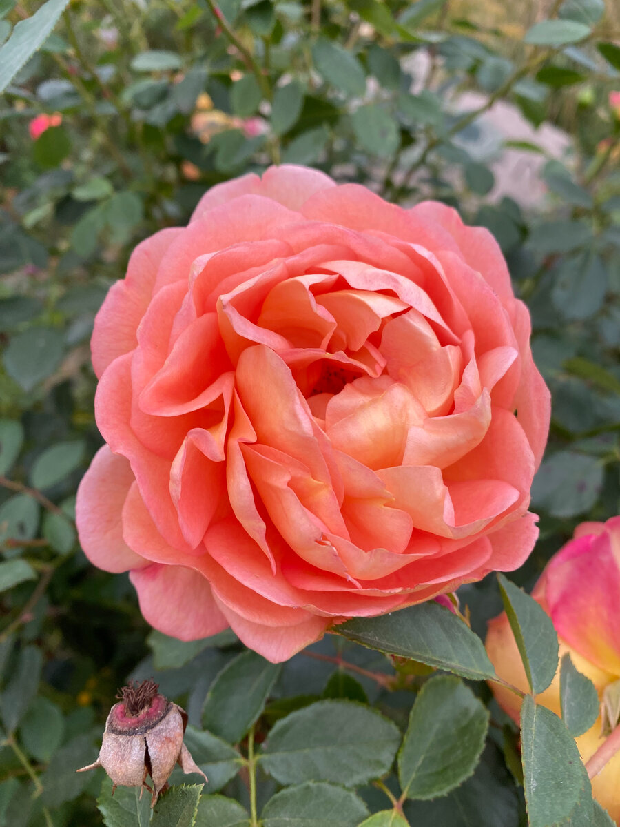 Оранжевые розы, фото автора