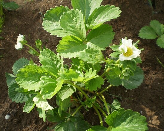 Клубника. Май.