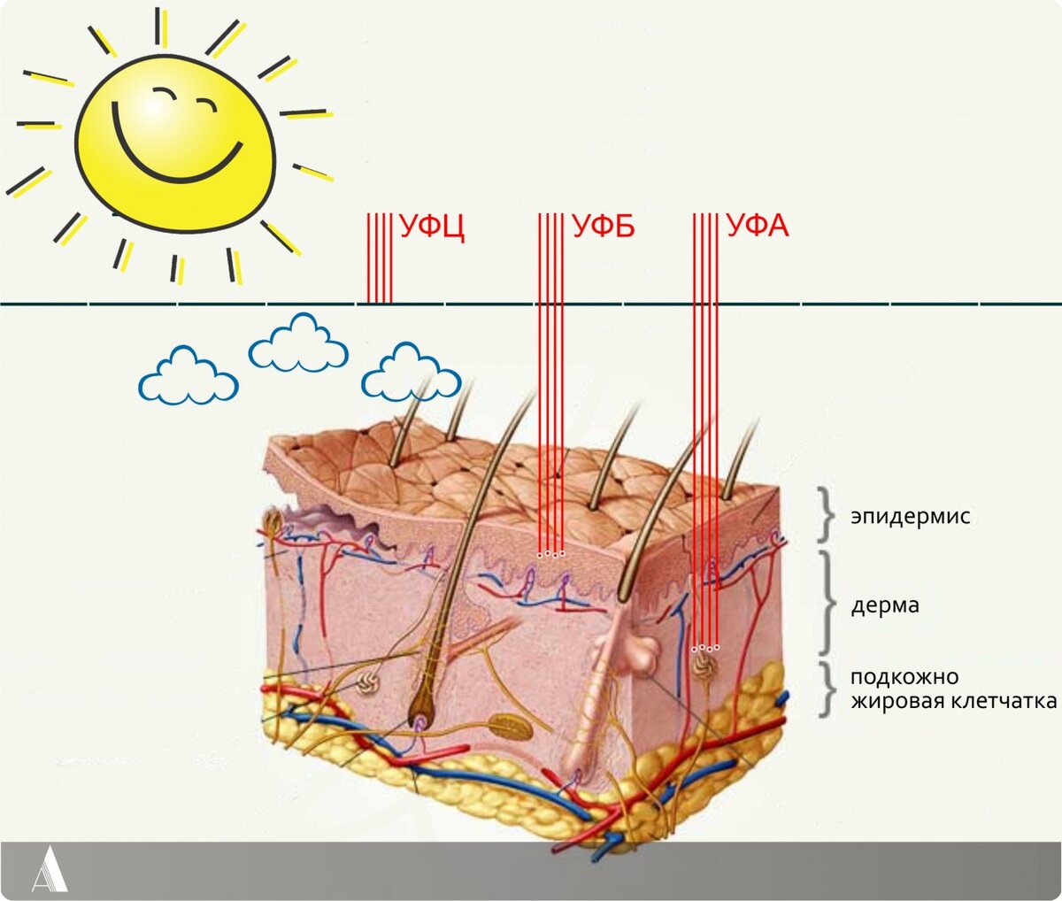 Какое действие оказывают uvb лучи