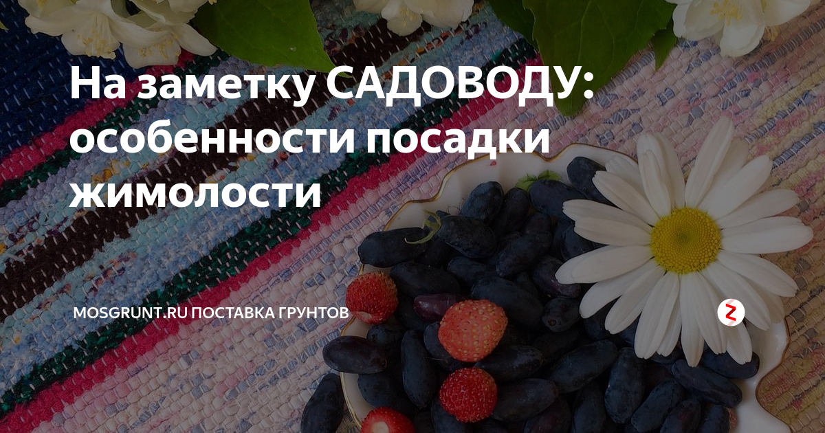 На заметку САДОВОДУ: особенности посадки жимолости | MOSGRUNT.RU ...