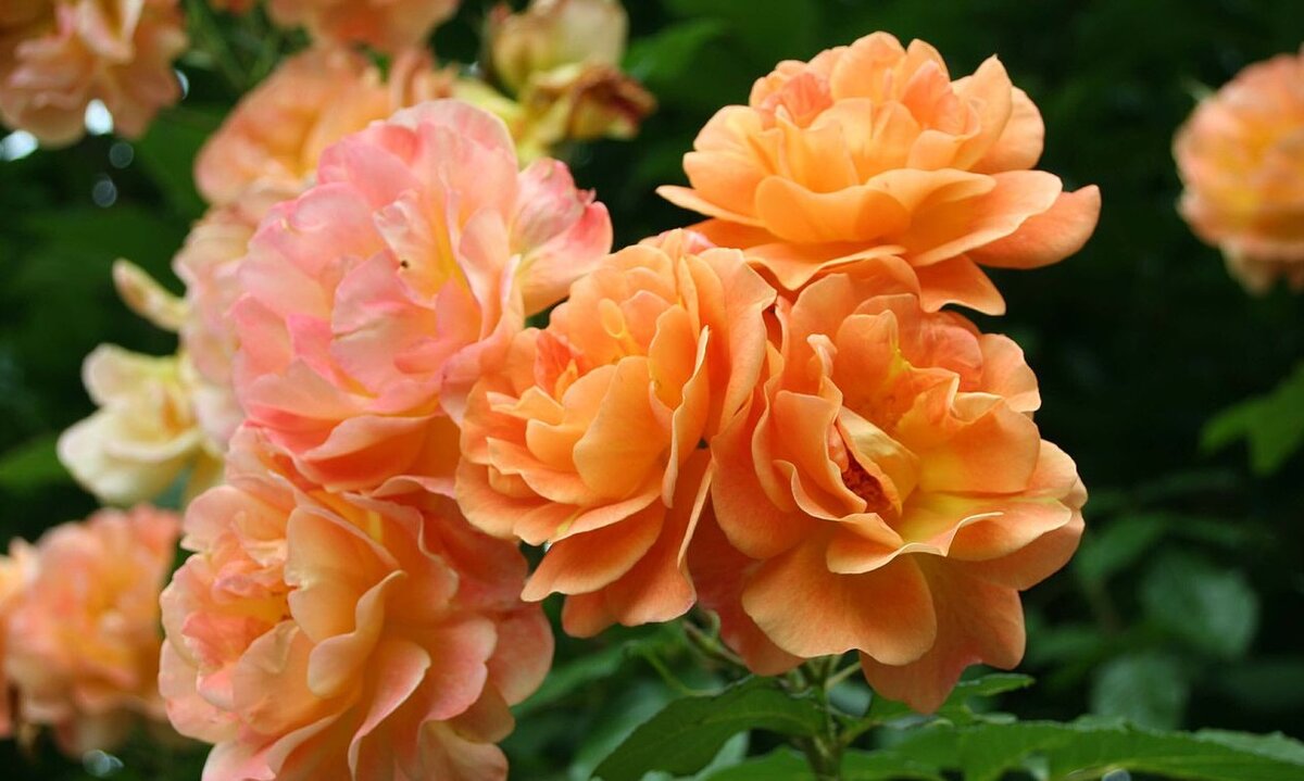 Westerland