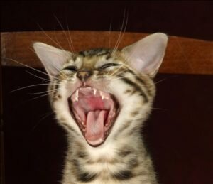 Кошки – ночные животные, и в большинстве случаев днем они спят. С наступлением ночи питомцы становятся более активными, у них появляется желание развлечься, а поскольку у них нет подходящей компании, а в одиночестве становится скучно, они начинают орать, призывая компаньона для игр.
Избежать подобных ситуаций поможет: