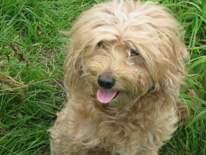 фото с сайта http://img0.liveinternet.ru  Очень похож был Дружок на эту собачку, но шерсть у него была серее, а кончики ушей черные.