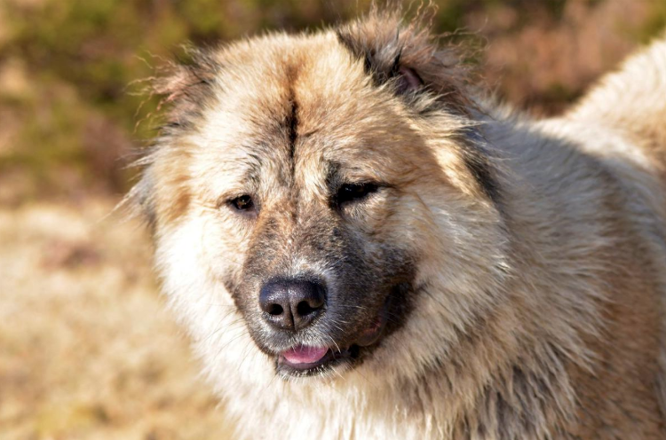 палец вверх волкодаву