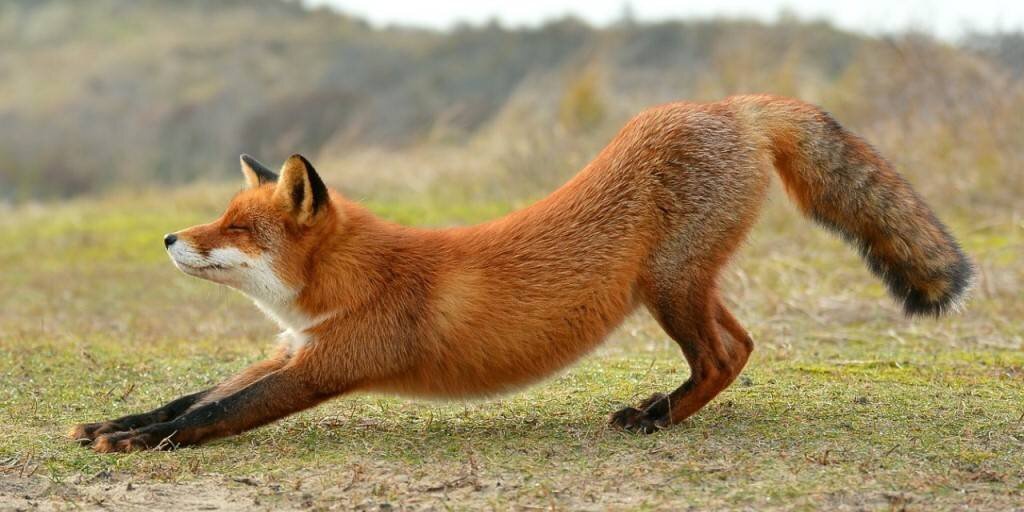 Super fox