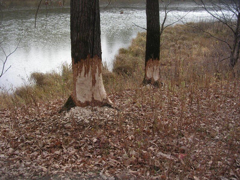 Классические погрызы бобров на стволах деревьев. Фото из интернета.