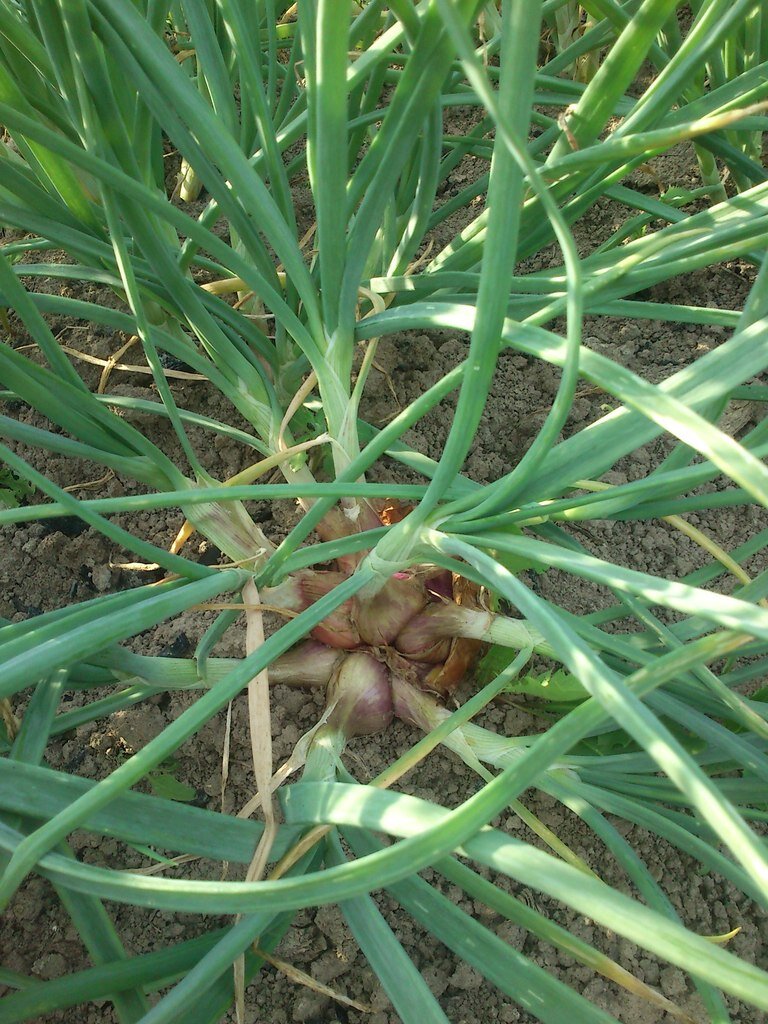 Лук шалот (семейный)- сладкий и многогнездный