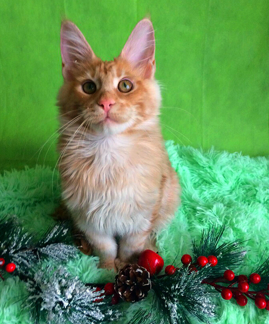 Фото котёнка из питомника Adamand-coon