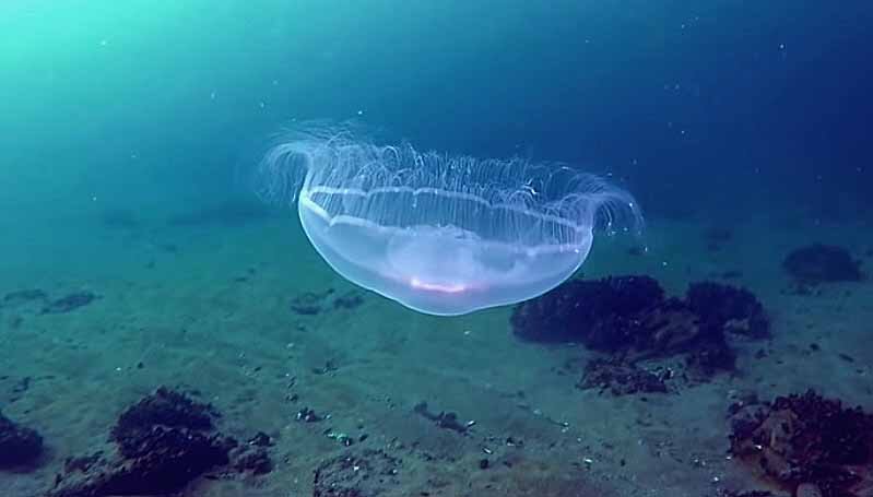 Один из опасных морских жителей