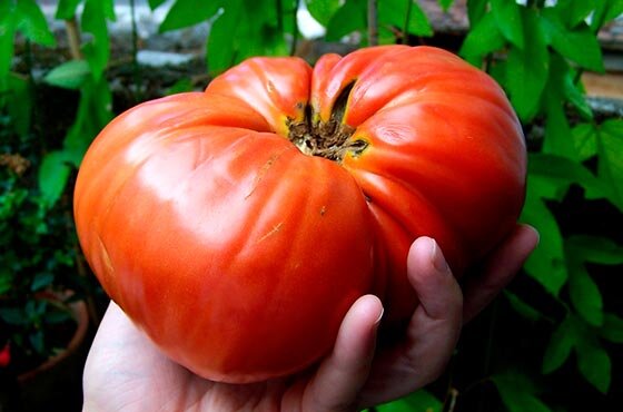 Что нужно знать о томатах 