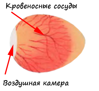 В воздушной камере находится воздух, которым дышит цыпленок непосредственно перед самым вылуплением, когда проклевывает подскорлупную оболочку. И если ему не хватит сил пробить скорлупу, то он задохнется.