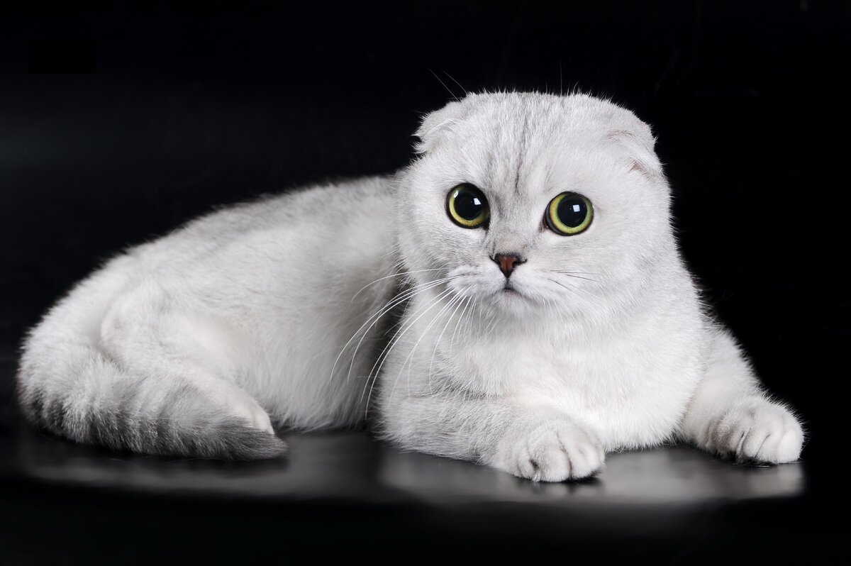 Шотландская вислоухая кошка (скоттиш-фолд) - радость для всех домочадцев |  Гавкуша | Дзен