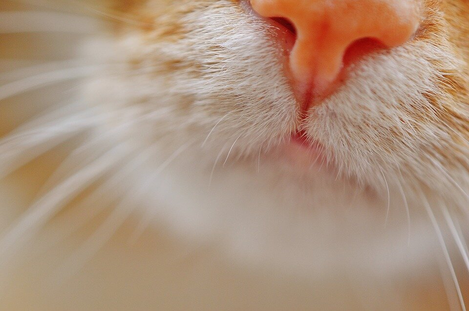 Нос кошки (фото pixabay.com)