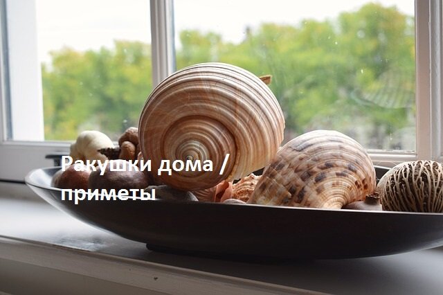 Можно ли дома хранить морские ракушки?