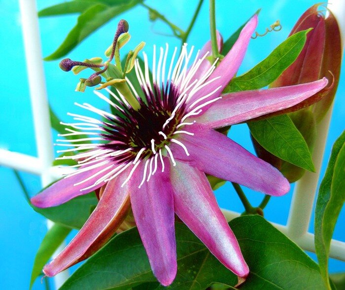 пассифлора. Источник фото:http://s30723603153.mirtesen.ru/blog/43670883323/Passiflora-ili-strastotsvet