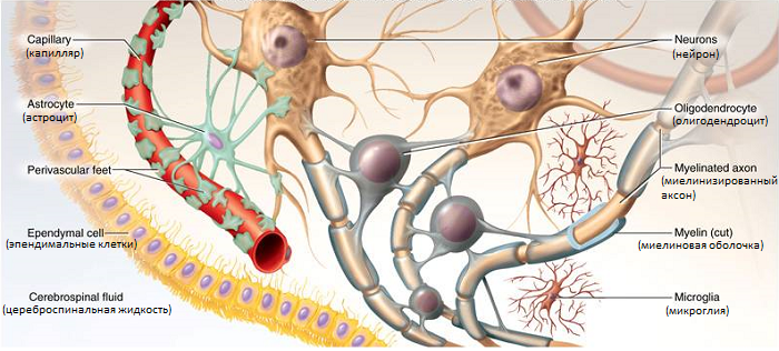 Нейроны и нейроглия