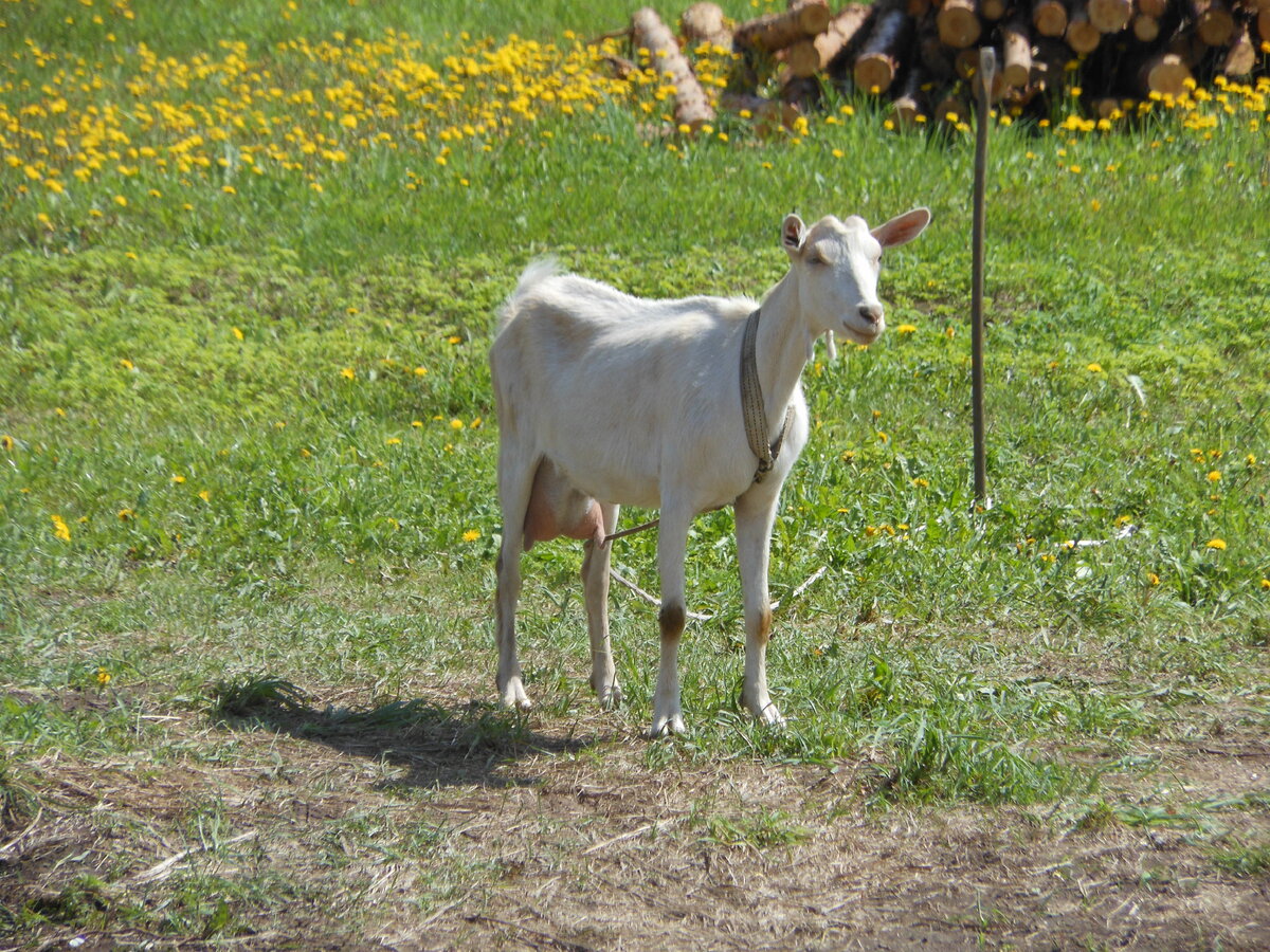 на верёвке мы не любим, если никого не видит, то постоянно зовёт, мекает...но мекает не противно