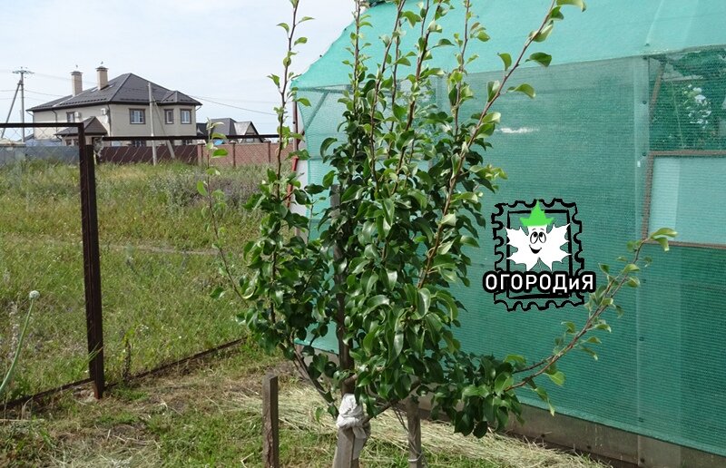 Спасенная грушка, 2 июля 2019 г.