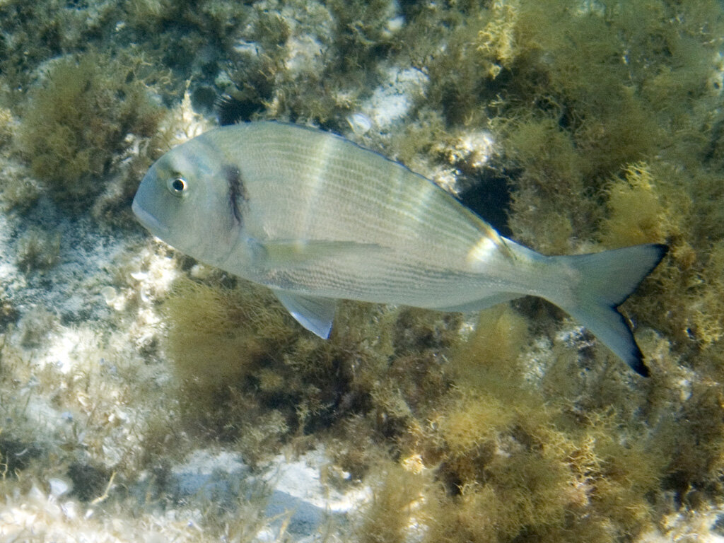 Дорада. Автор: David Blaikie - originally posted to Flickr as SardinianFish
