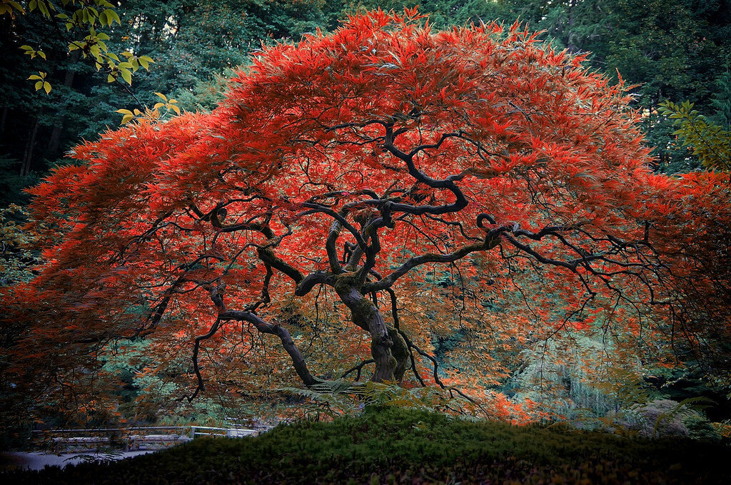 Дерево с красивыми листьями. Клен японский Acer japonicum. Японский клен дерево. Клен японский красный. Японские клены Момидзи.