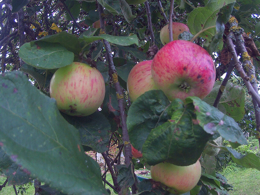 Яблок в этом году много