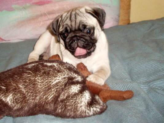 Первые дни Лекса у нас дома. Ему тут 2,5 месяца.