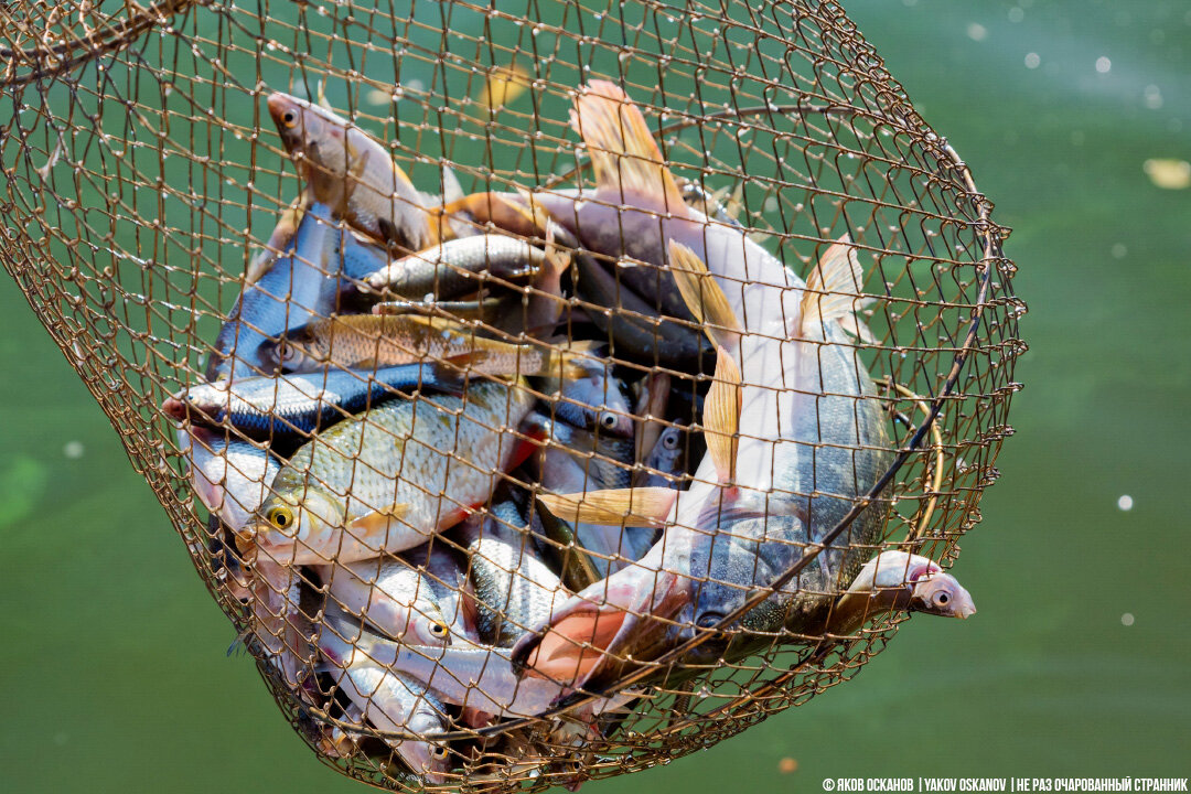Дилетанты-рыбаки поплыли проверить осталась ли в Дону рыба: как и что мы поймали