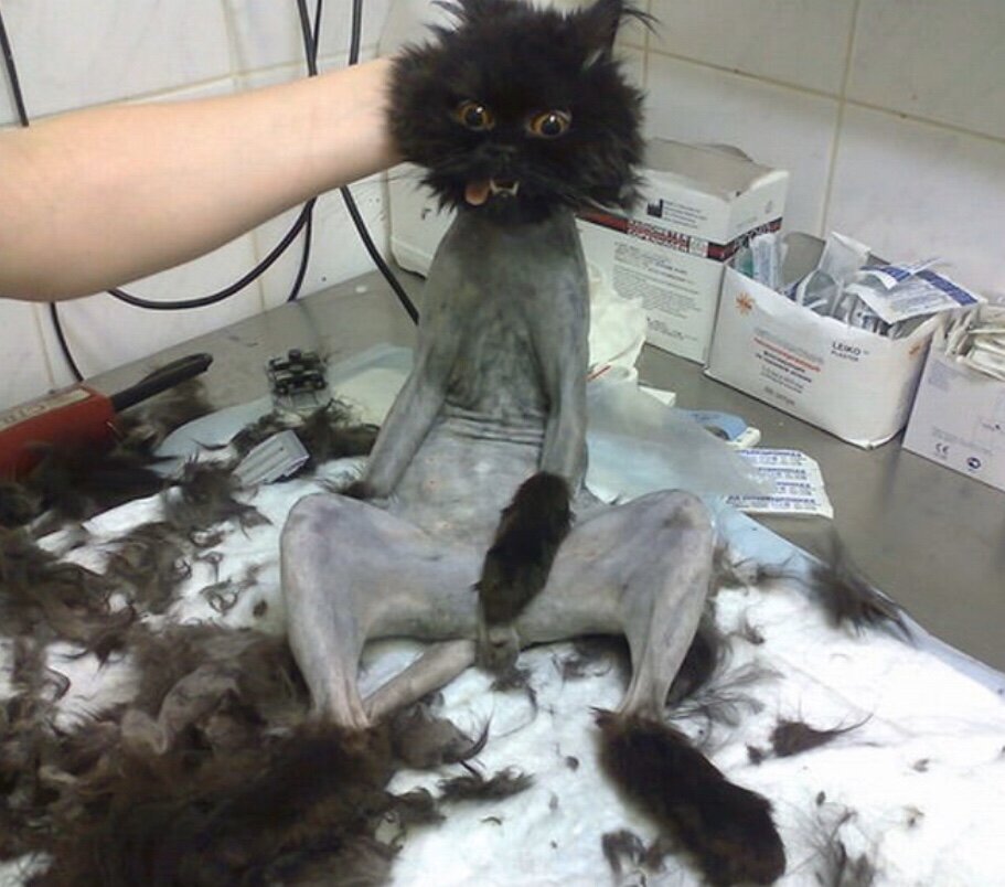 или не стоит стричься совсем....