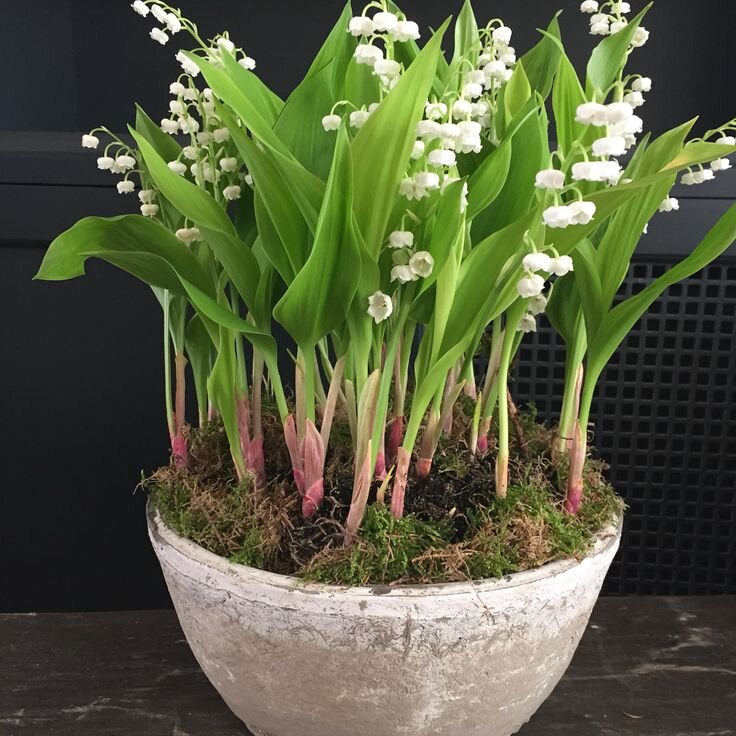 фото из свободного источника