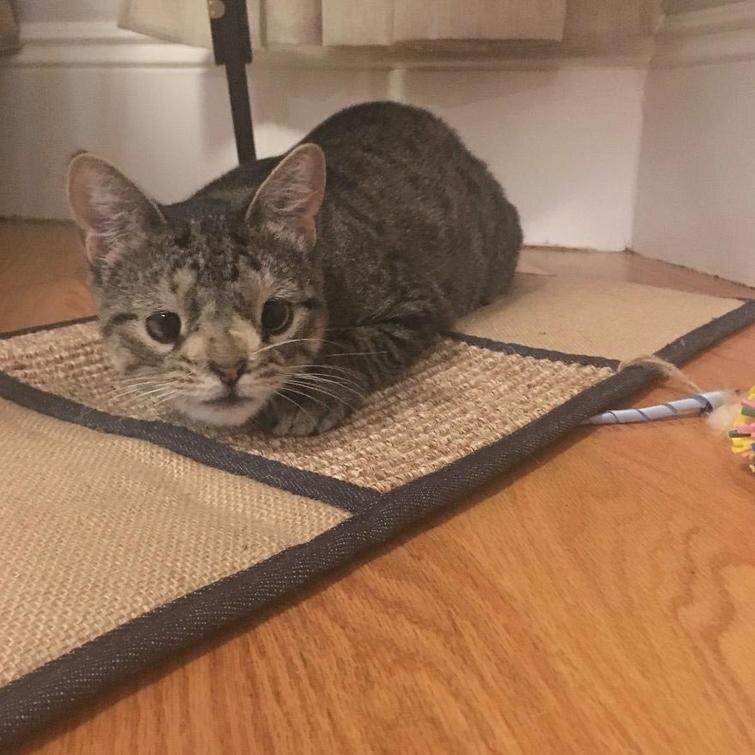 https://www.instagram.com/meetmayacat/