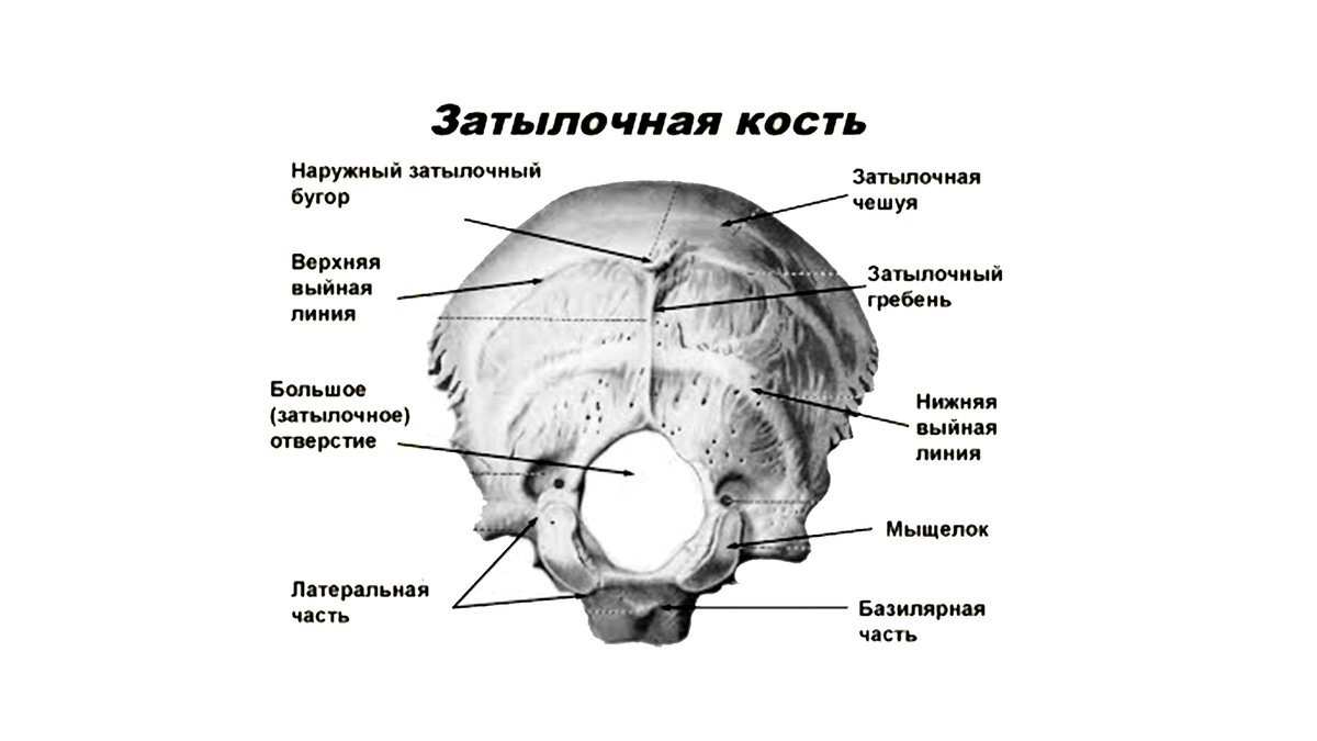 БЗО. Напряжение в затылочной области как причина межбровных морщин, морщин  на лбу и головных болей | Екатерина Брагина | Дзен