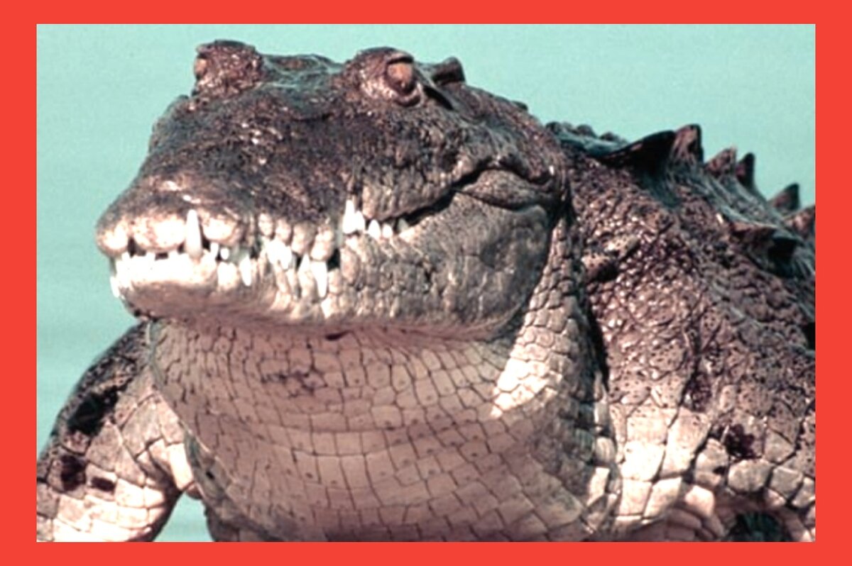 Гребнистый крокодил