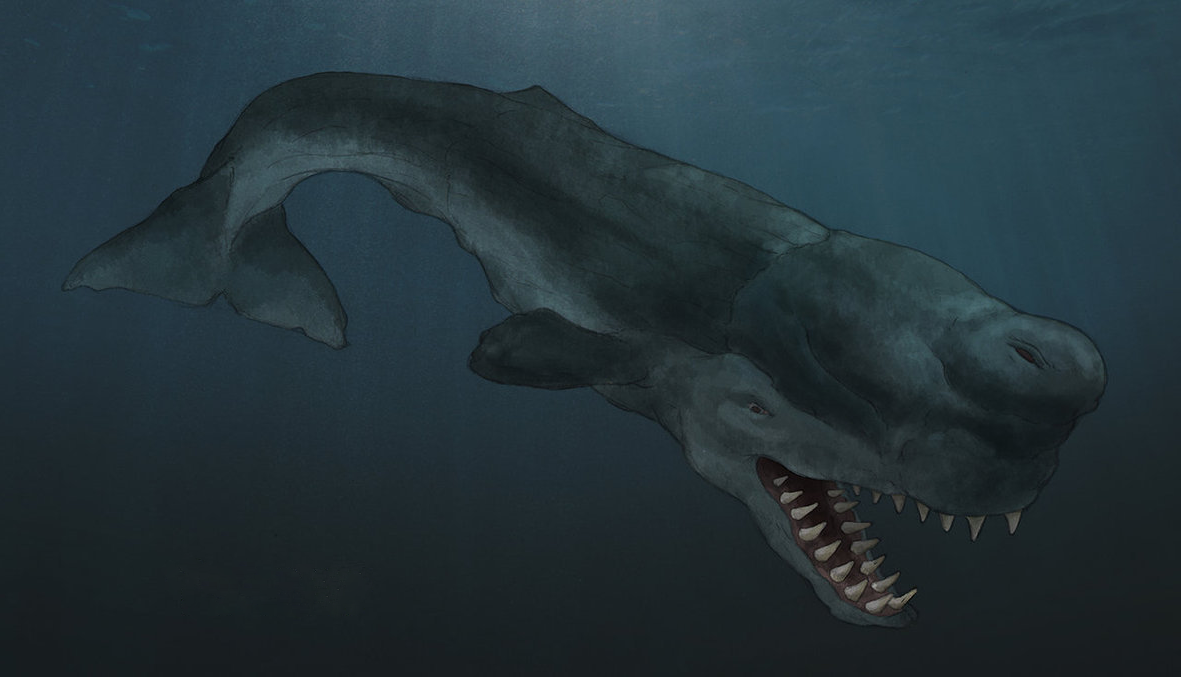 кашалот левиафан мелвилла. вымерших левиафан. мегалодон и левиафан. вымерших левиафан. левиафан мелвилла livyatan melvillei.