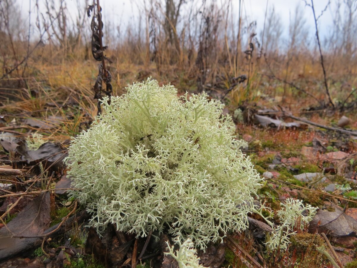 Олений лишайник (кладония).