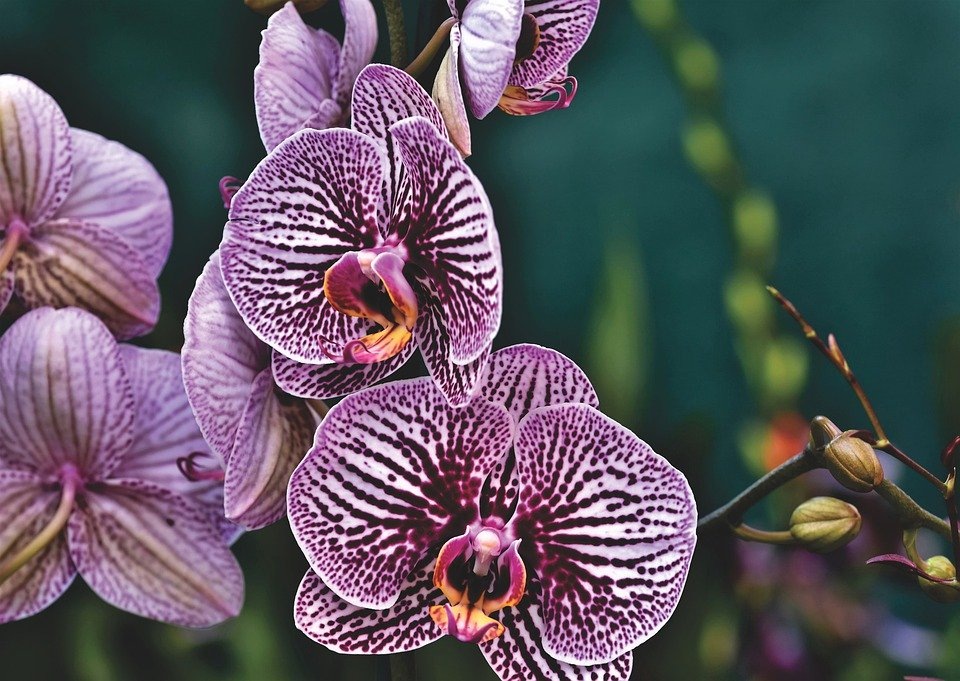 Экзотические орхидеи.