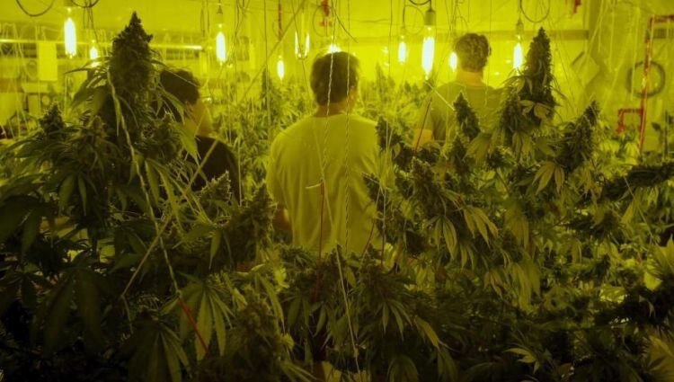 Kid Cannabis - американский биографический комедийно-драматический фильм 2014 года. Это основано на реальной истории отсева из Айдахо, который строит кольцо с марихуаной стоимостью в несколько миллионов долларов, переправляя наркотики через лес через границу Канады и США