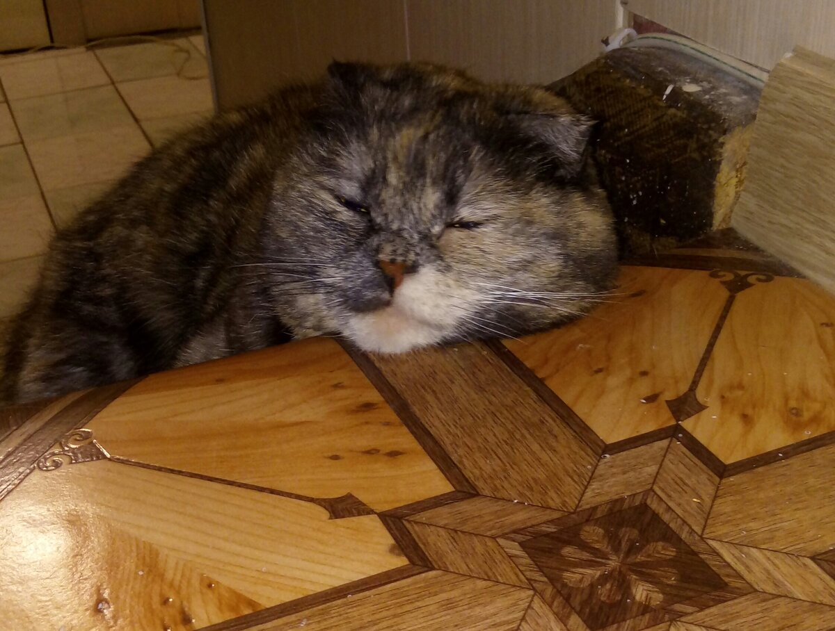 Лежим мурчим
