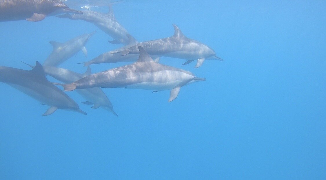Дельфины в живой природе 