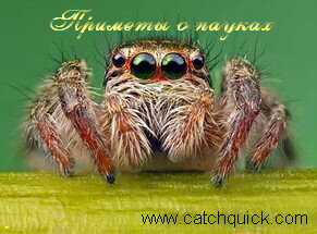 Приметы о пауках