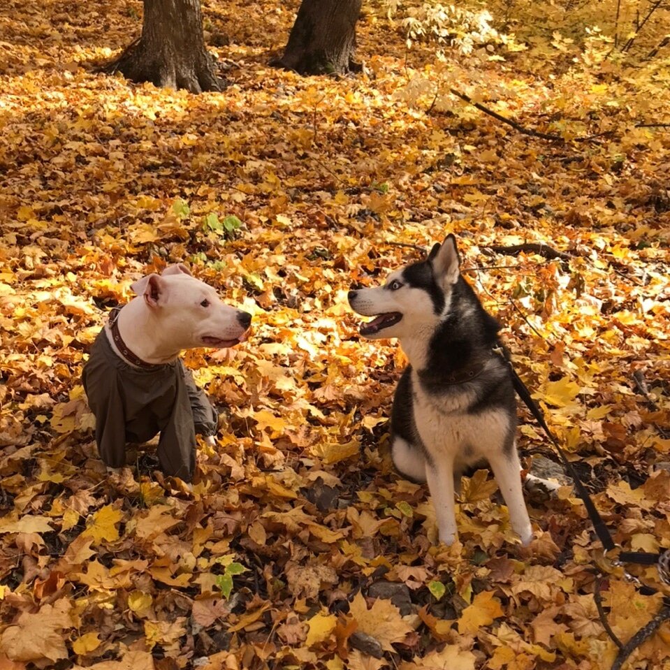 Стаффбуль Элис и хаски Кейси